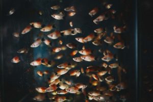 shoal of pet fish