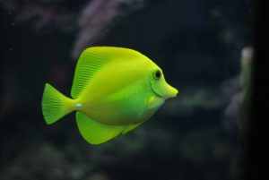 shallow focus photo of green fish