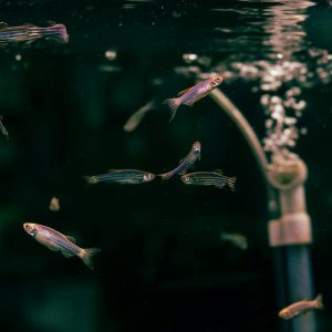 Zebrafish Swimming in Aquarium