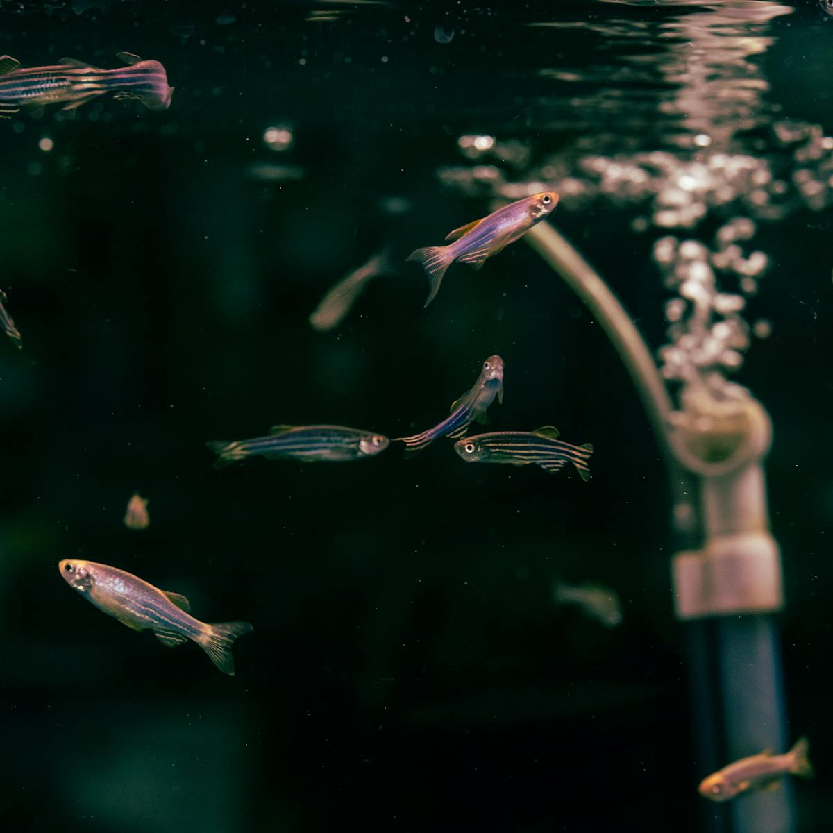 Zebrafish Swimming in Aquarium