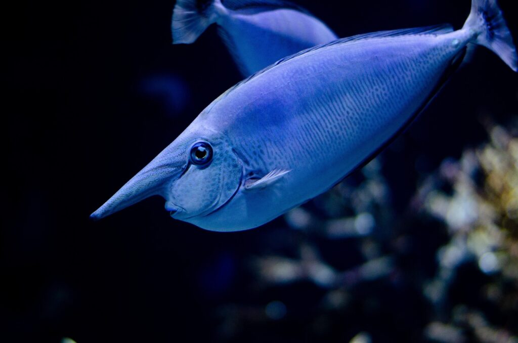 fish, blue, water