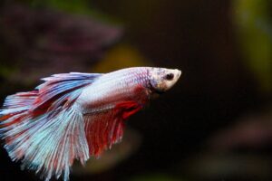 fish, beta, aquarium