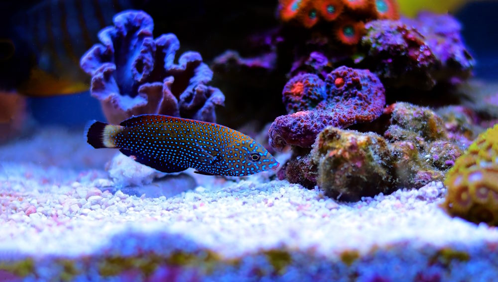 Anampses caeruleopunctatus