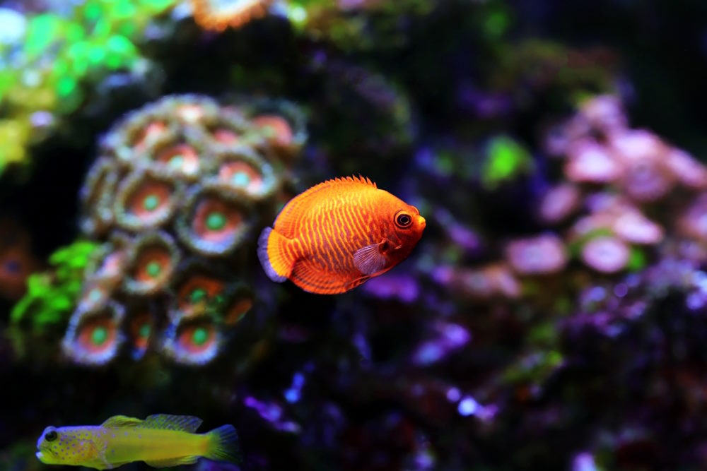 Centropyge aurantia