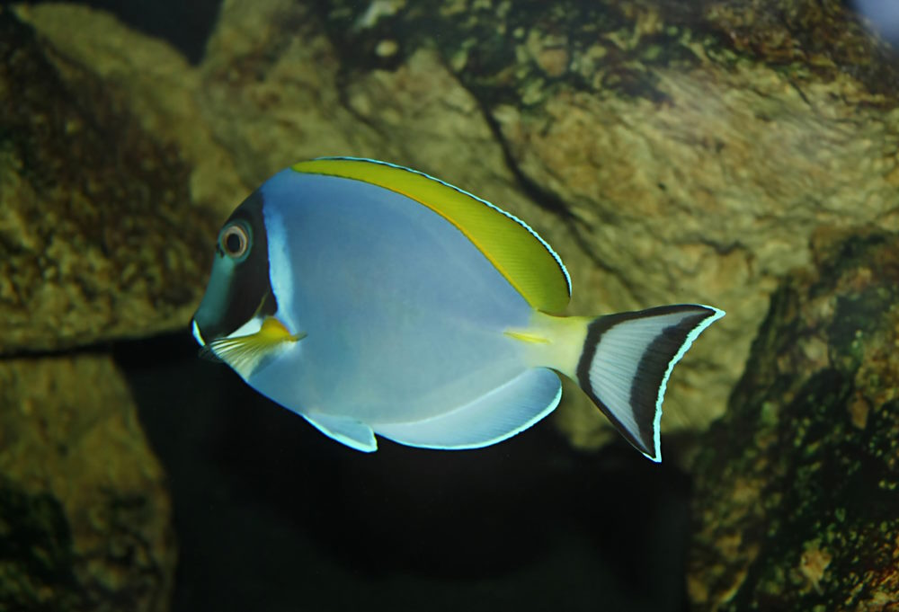 Acanthurus nigricans
