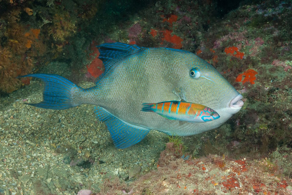 Balistes capriscus