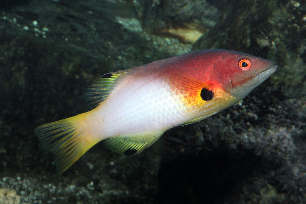 Bodianus axillaris