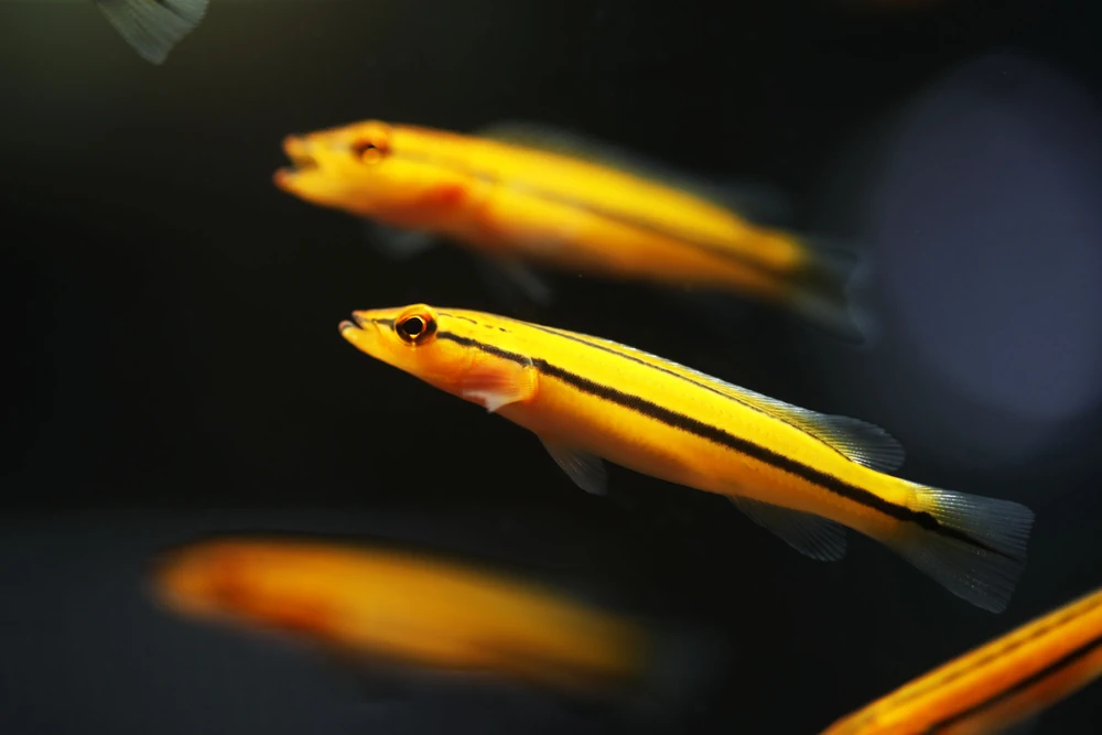 Crenicichla sp