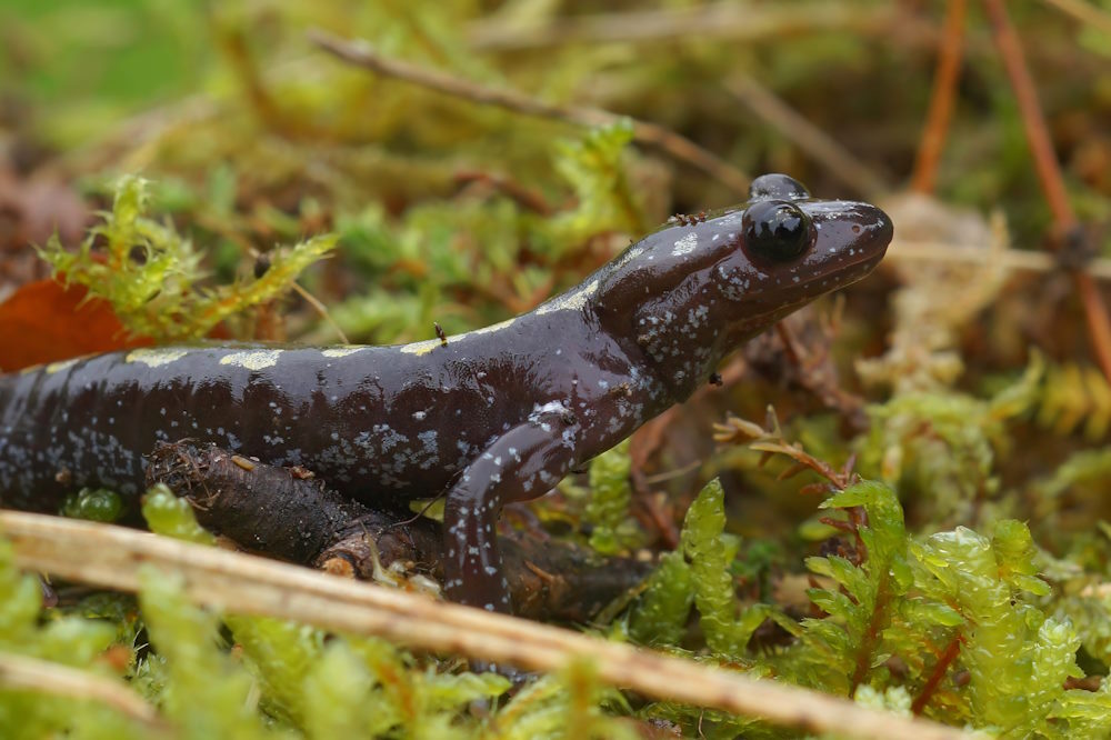 Mertensiella caucasica