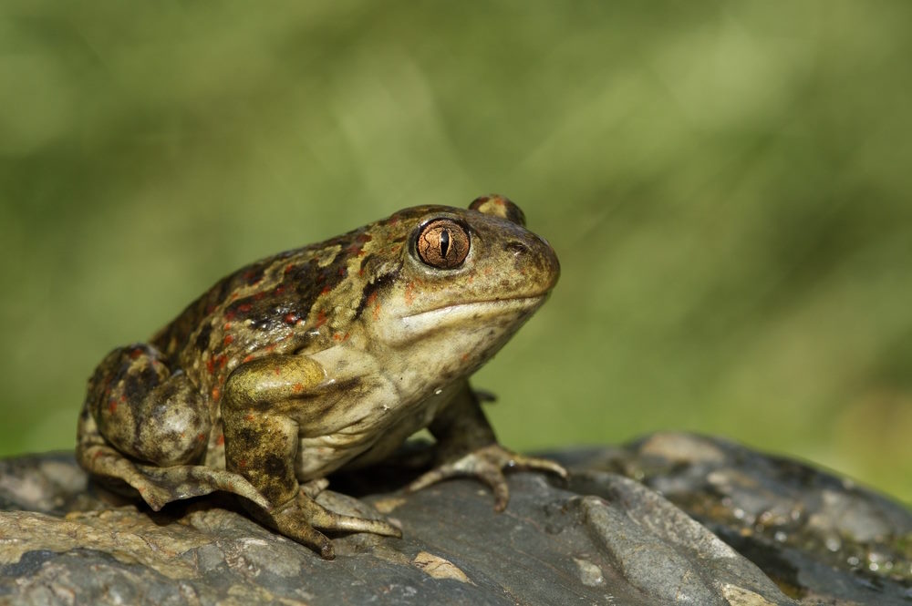 Pelobates fuscus