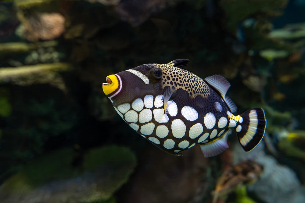 Balistoides conspicillum