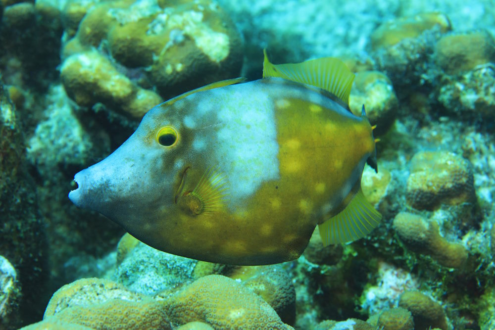 Cantherhines macrocerus