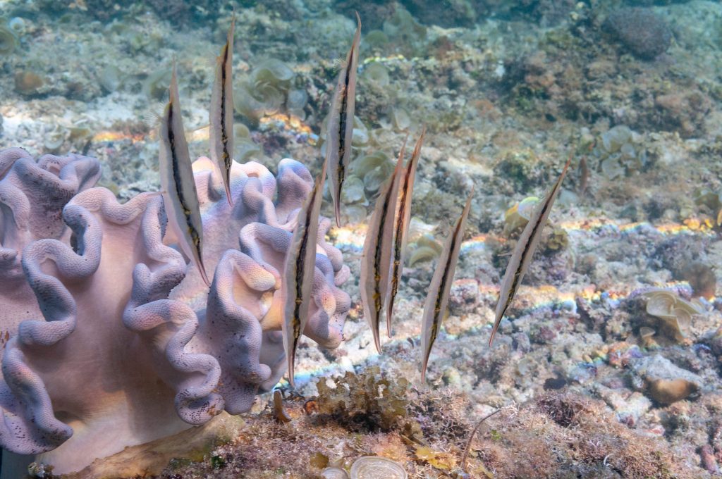 Aeoliscus strigatus